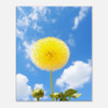 Sunny Day Yellow Dandelion
