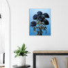 Twilight Sapphire-Black Rose