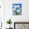 Gentle White Rose Harmony