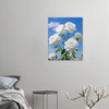 Gentle White Rose Harmony