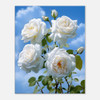 Angelic White Rose Purity