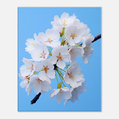 Skyward Whisper Ethereal Cherry Blossoms