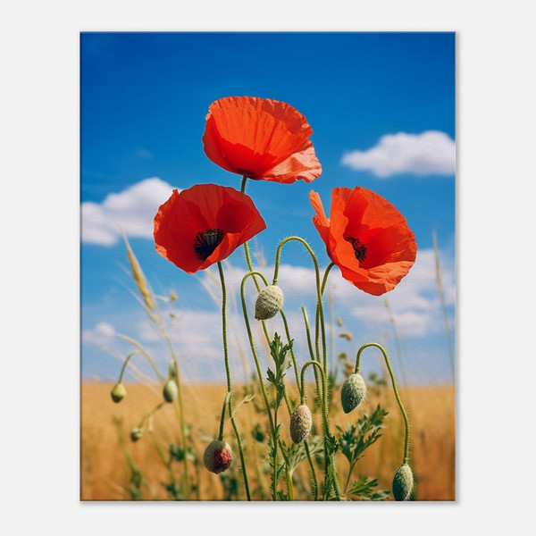 Golden Fields and Crimson Red Poppies