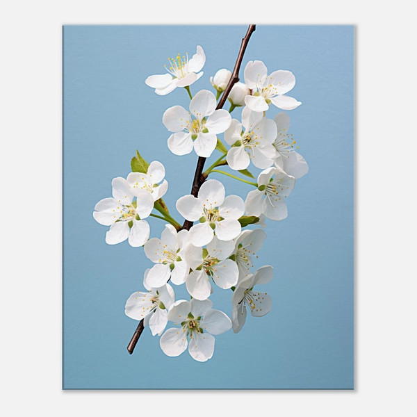 Serene Blooms White Cherry Blossoms on a Blue Sky