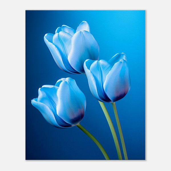 Azure Blue Tulip