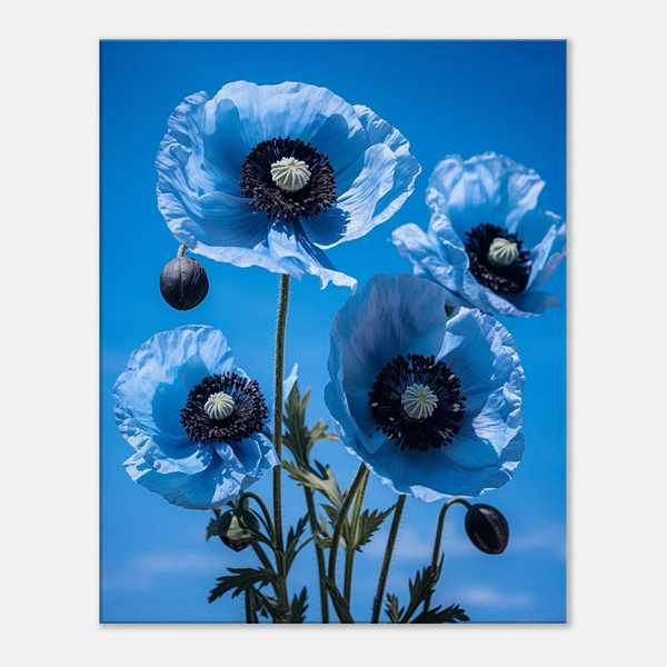 Black Poppy Azure Dream