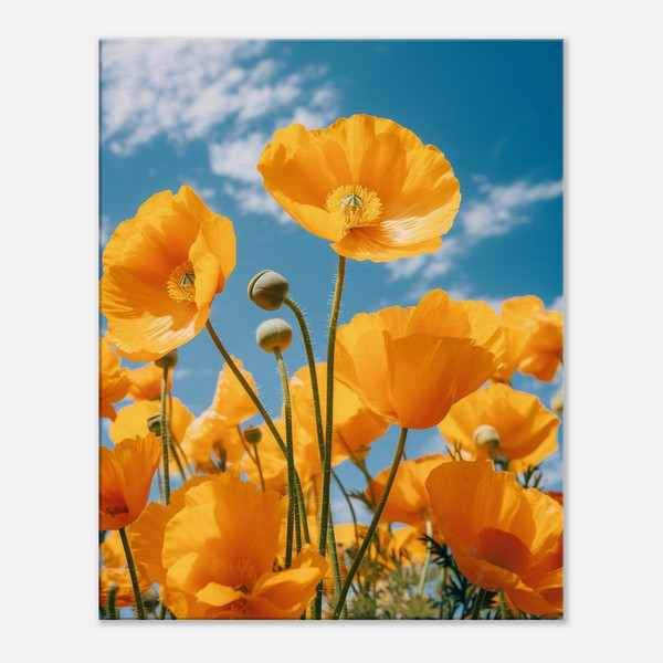 Sunlit Yellow Poppies Soiree