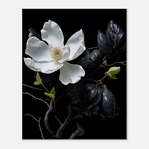 Midnight Contrast Black Magnolia