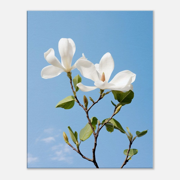 Peaceful White Magnolias