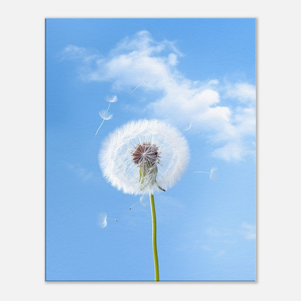 Delicate Farewell White Dandelion
