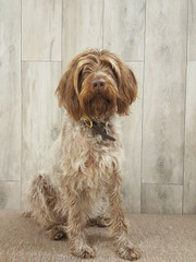Tile, The Pet-Friendly Flooring