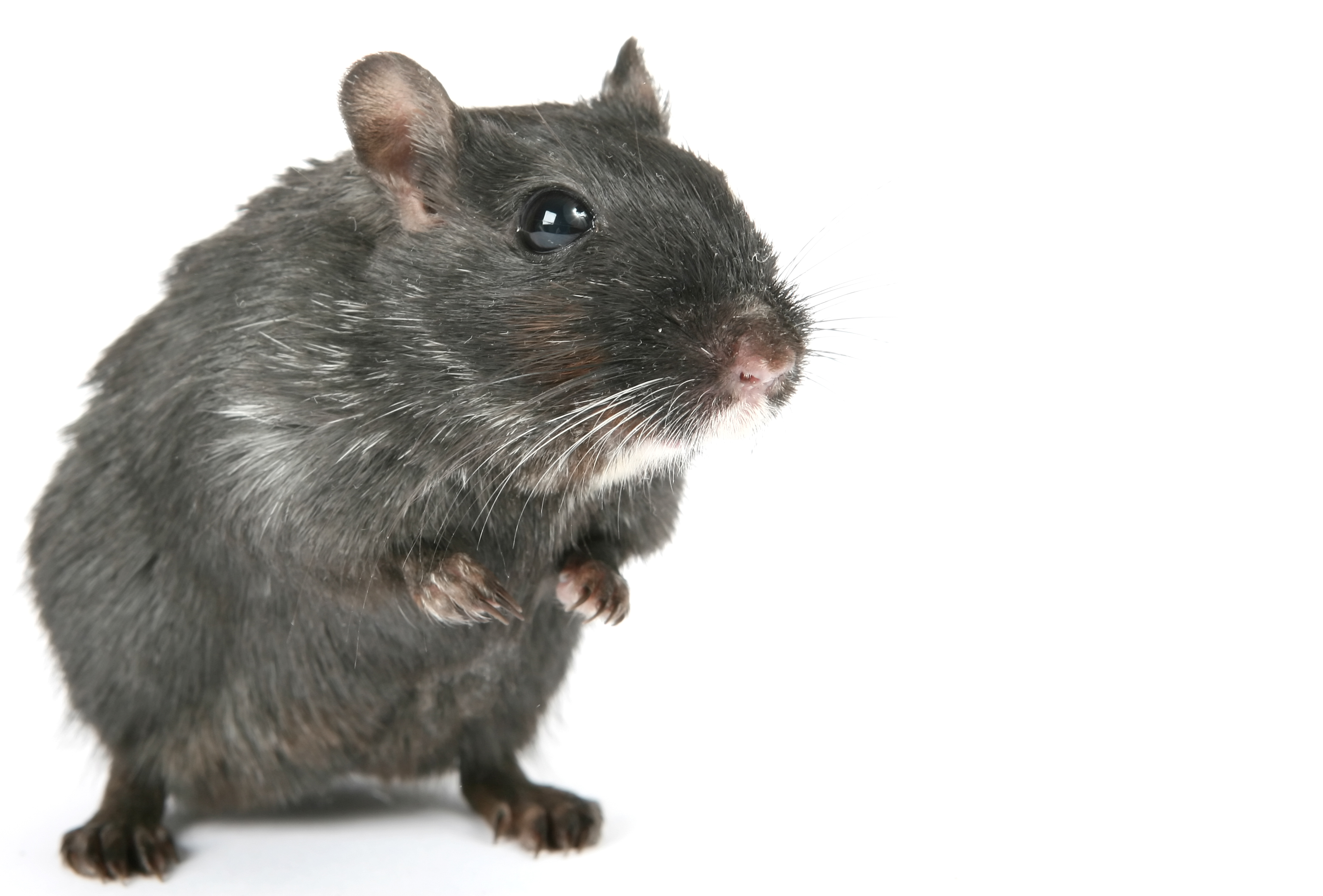 How To Get Rid of Rats  Do-It-Yourself Pest Control