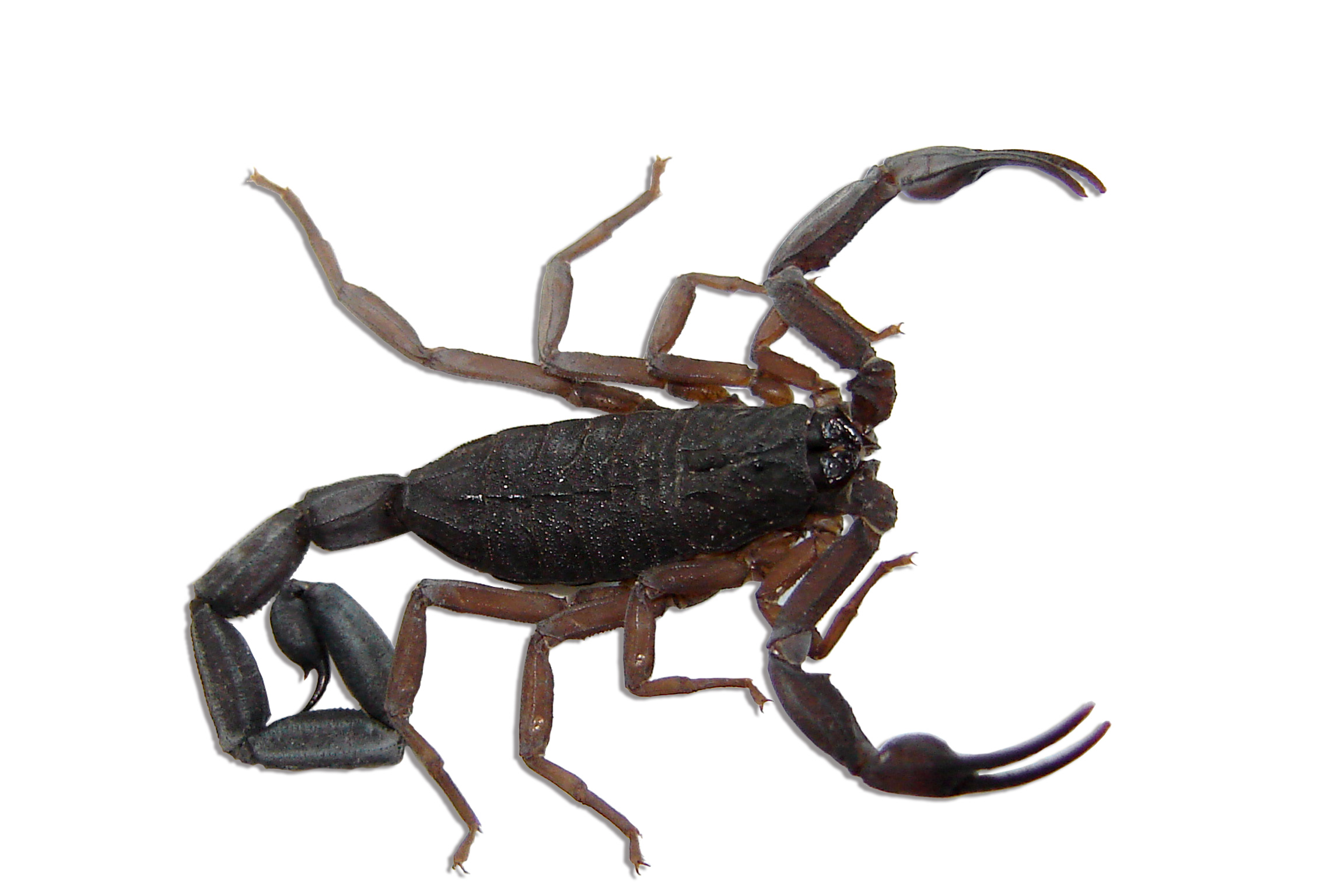Scorpion Control Products and Supplies