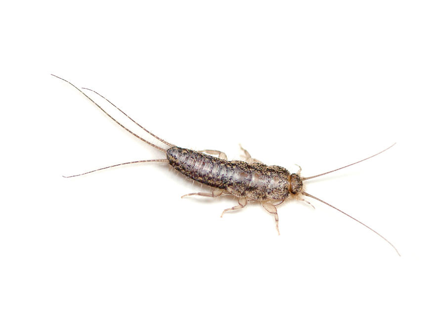 Silverfish Control Packs - 24 count