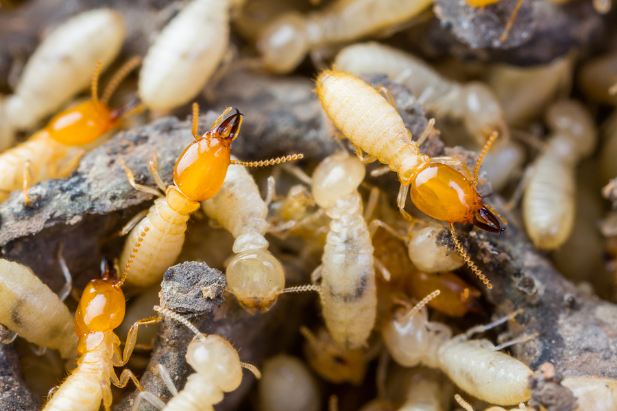Termite Control Products and Supplies