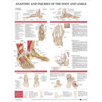 ANATOMY AND INJURIES OF THE FOOT AND ANKLE CHART 20"W X 26" H, STYRENE