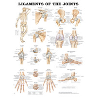 LIGAMENTS OF THE JOINTS ANATOMICAL CHART 20" X 26", STYRENE PLASTIC