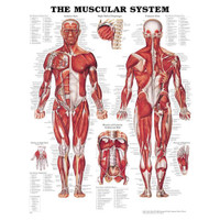 THE MUSCULAR SYSTEM CHART 20" W X 26" H, STYRENE PLASTIC