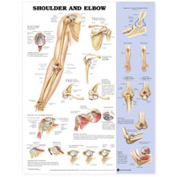 SHOULDER AND ELBOW CHART 20" W X 26" H, STYRENE PLASTIC