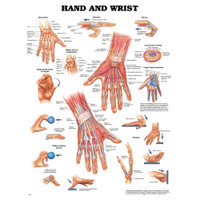 HAND AND WRIST ANATOMICAL CHART 20" W X 26" H, PLASTIC STYRENE