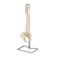 BUDGET VERTEBRAL COLUMN WITH METAL STAND, 29" TALL