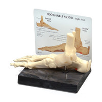 FOOT AND ANKLE MODEL 9" X 2-3/4" X 4"