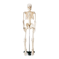 FLEXIBLE MR. THRIFTY SKELETON WITH SPINAL NERVES, 33 1/2" TALL