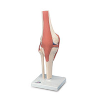 FUNCTIONAL KNEE JOINT 