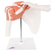 FLEXIBLE SHOULDER JOINT 