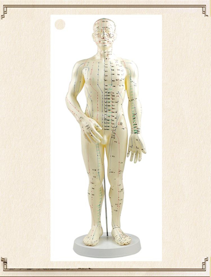 20" HUMAN ACUPUNCTURE MODEL