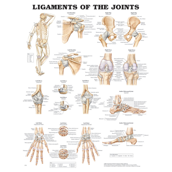 LIGAMENTS OF THE JOINTS ANATOMICAL CHART 20" X 26", STYRENE PLASTIC