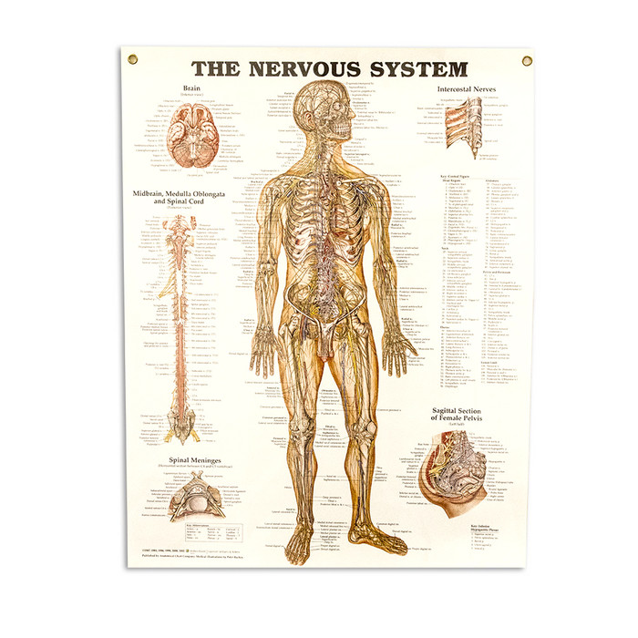 THE NERVOUS SYSTEM CHART 20" W X 26" H, LAMINATED
