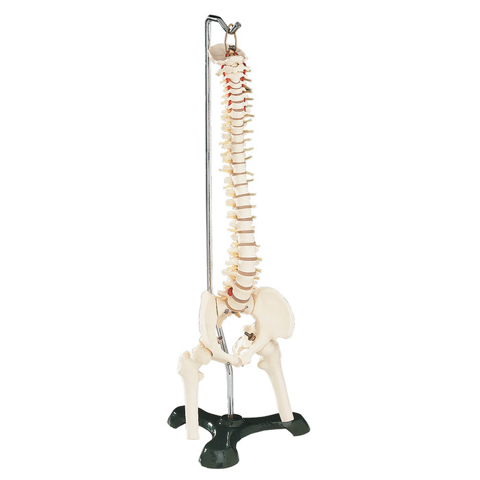 FLEXIBLE VERTEBRAL COLUMN WITH STAND, DESK SIZED, 18-1/2"