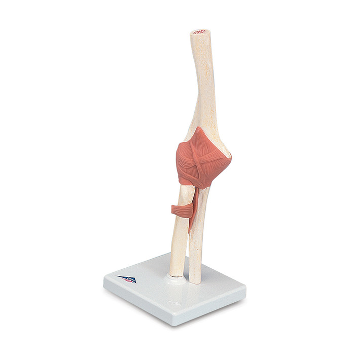 FUNCTIONAL ELBOW JOINT