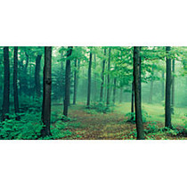 Biggies Wall Mural, 60 inch; x 120 inch;, Misty Forest