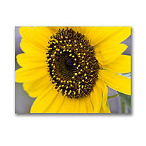Trademark Global Close-Up Sunflower Gallery-Wrapped Canvas Print By Cary Hahn, 14 inch;H x 19 inch;W