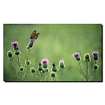 Trademark Global Monarch Thistles Gallery-Wrapped Canvas Print By Kurt Shaffer, 18 inch;H x 24 inch;W