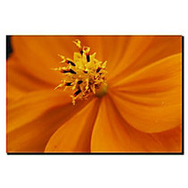 Trademark Global Orange Flower Gallery-Wrapped Canvas Print By Kurt Shaffer, 14 inch;H x 19 inch;W