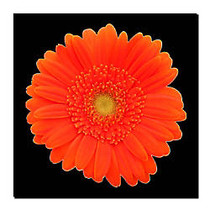 Trademark Global Orange Gerber Daisy Gallery-Wrapped Canvas Print By Anonymous, 14 inch;H x 14 inch;W