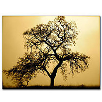 Trademark Global Pacific Oak Gallery-Wrapped Canvas Print By Colleen Proppe, 18 inch;H x 24 inch;W