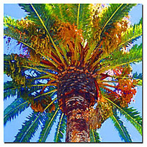 Trademark Global Palm Tree Looking Up Gallery-Wrapped Canvas Print By Amy Vangsgard, 35 inch;H x 35 inch;W