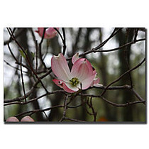Trademark Global Pink Dogwood Gallery-Wrapped Canvas Print By Cary Hahn, 18 inch;H x 24 inch;W