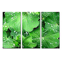 Trademark Global Water Droplets Gallery-Wrapped Canvas Print By Kathie McCurdy, 32 inch;H x 48 inch;W