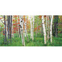 Biggies Wall Mural, 40 inch; x 80 inch;, Aspen Grove