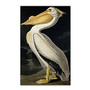 Trademark Global American White Pelican Gallery-Wrapped Canvas Print By John James Audubon, 30 inch;H x 47 inch;W