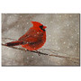 Trademark Global Cardinal In Winter Gallery-Wrapped Canvas Print By Lois Bryan, 16 inch;H x 24 inch;W