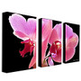 Trademark Global Orchid Gallery-Wrapped Canvas Print By Kathie McCurdy, 24 inch;H x 42 inch;W