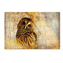 Trademark Global Owl Gallery-Wrapped Canvas Print By Lois Bryan, 16 inch;H x 24 inch;W