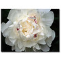 Trademark Global Perfect Peony Gallery-Wrapped Canvas Print By Kurt Shaffer, 18 inch;H x 24 inch;W
