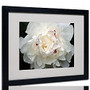 Trademark Global Perfect Peony Matted Framed Canvas Print By Kurt Shaffer, 16 inch;H x 20 inch;W